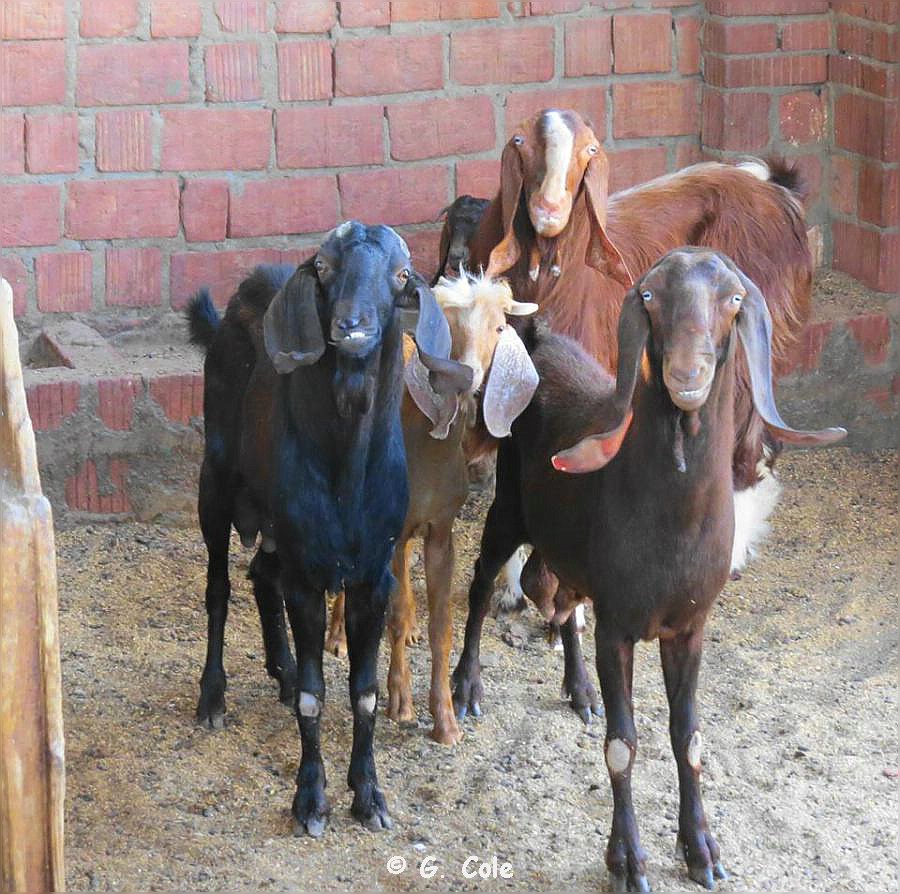 El Gouna Farm 137